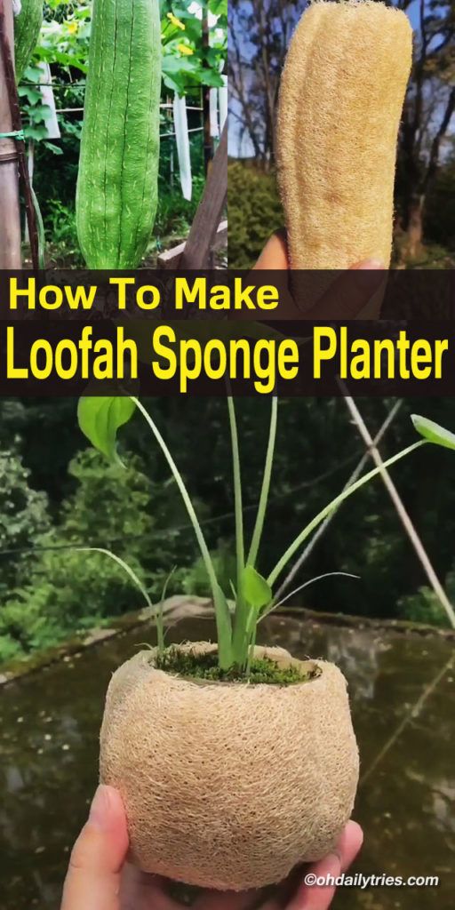 Diy Loofah Sponge Planter You Never Heard Of with Natural seed starting methods using loofah sponges explained