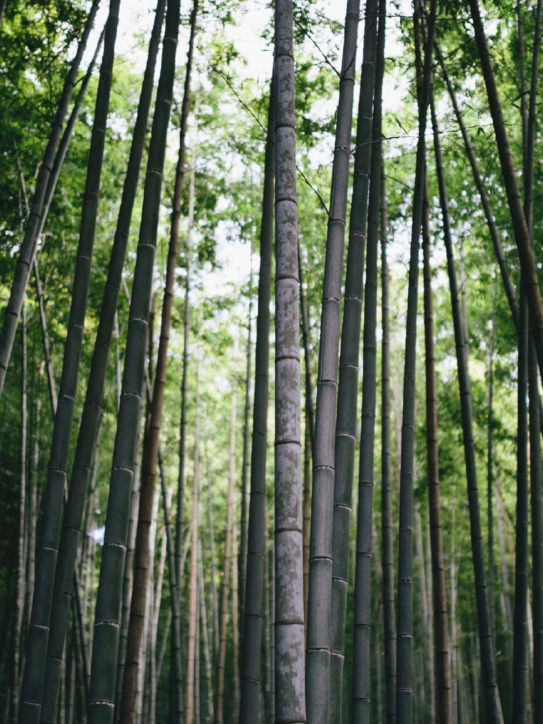 Download 1440P Bamboo Background Aesthetic Bamboo Trees | Wallpapers.com throughout Bamboo Garden Tool Rack Eco Friendly