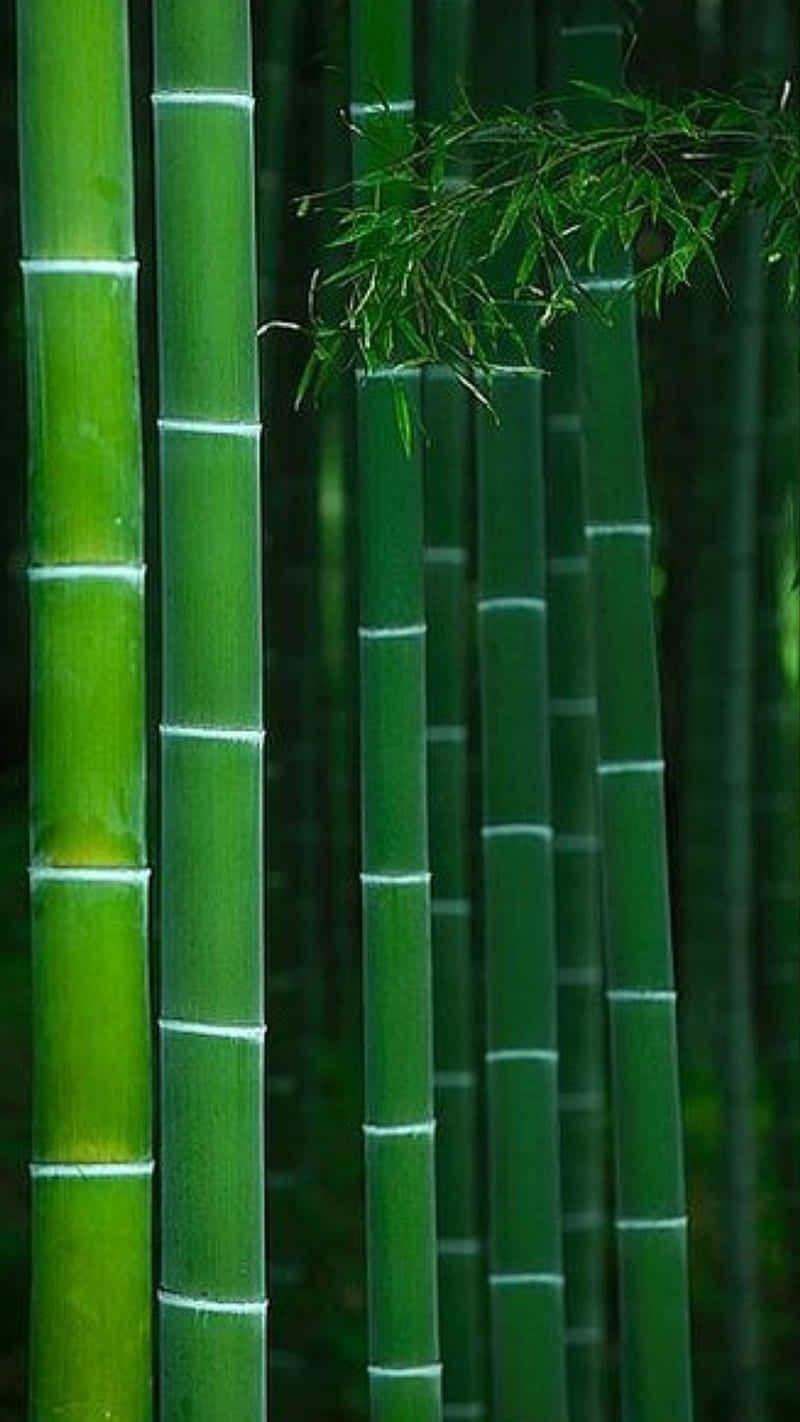 Download Bamboo Forest, Kyoto, Japan Wallpaper | Wallpapers.com inside How Bamboo Garden Racks Can Transform Your Outdoor Workspace