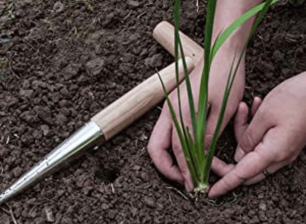 Essential For Every Gardener: The Garden Seed Planter Tool with regard to How to choose the perfect natural wood garden dibber for your plants