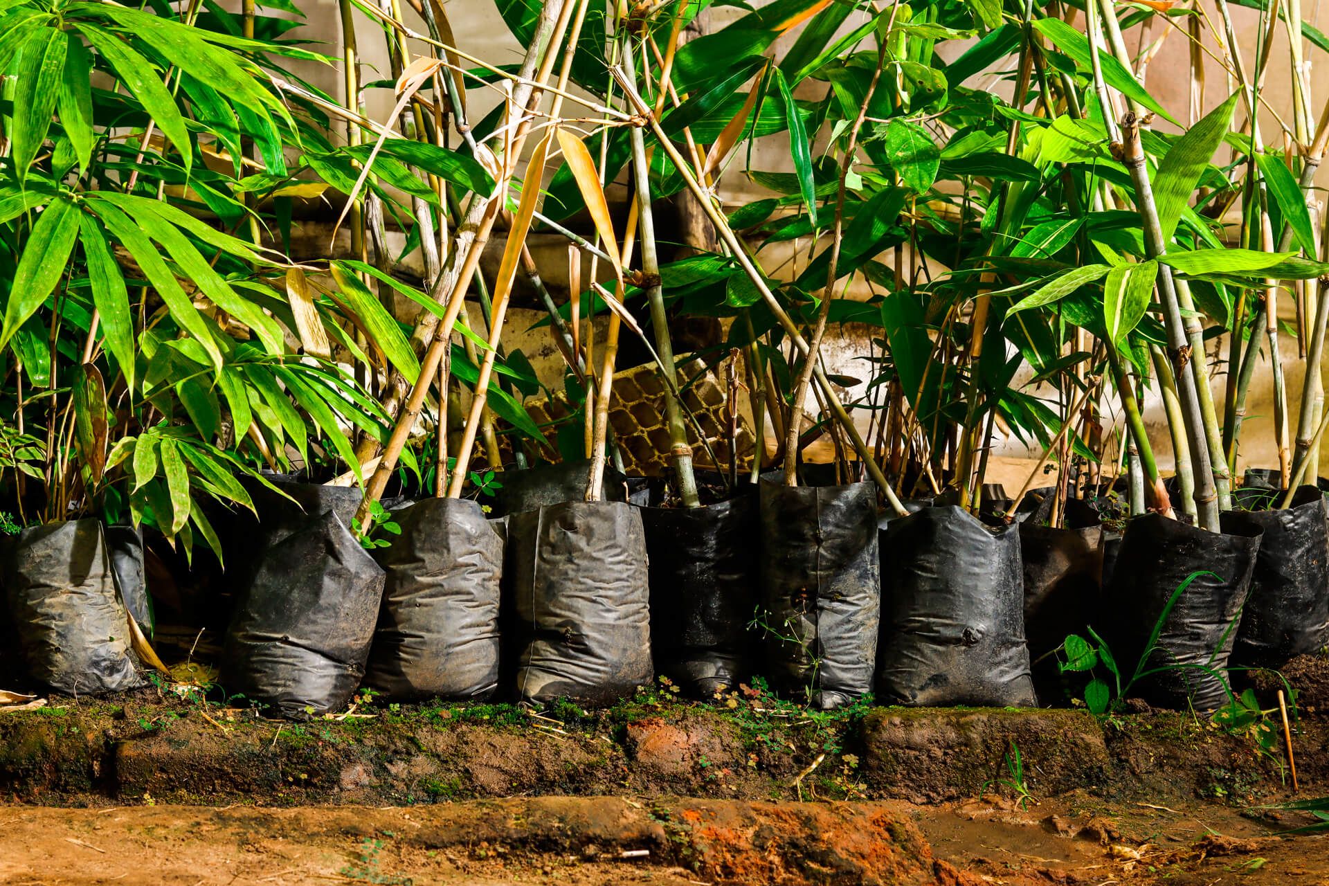 Fob Consult Limited - Choose Bamboo And Help The ... for Bamboo Seedling Tray Eco Friendly