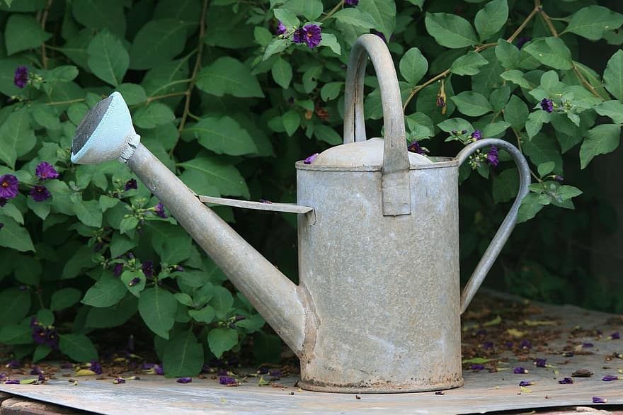 Garden, Gardener, Own Garden, Casting, Watering Can, My Garden, Man In ... with regard to expert tips for selecting the best recycled metal watering can for your garden
