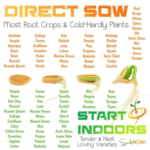 Getting Started: Guide To Starting Seeds Indoors | Fall Garden ... pertaining to Non Toxic Seed Starter Pots