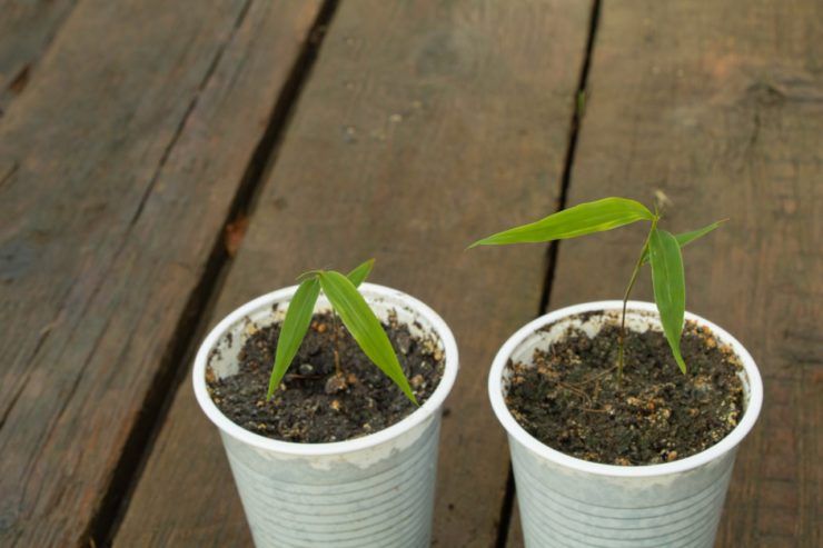 The environmental benefits of switching to bamboo seedling containers
