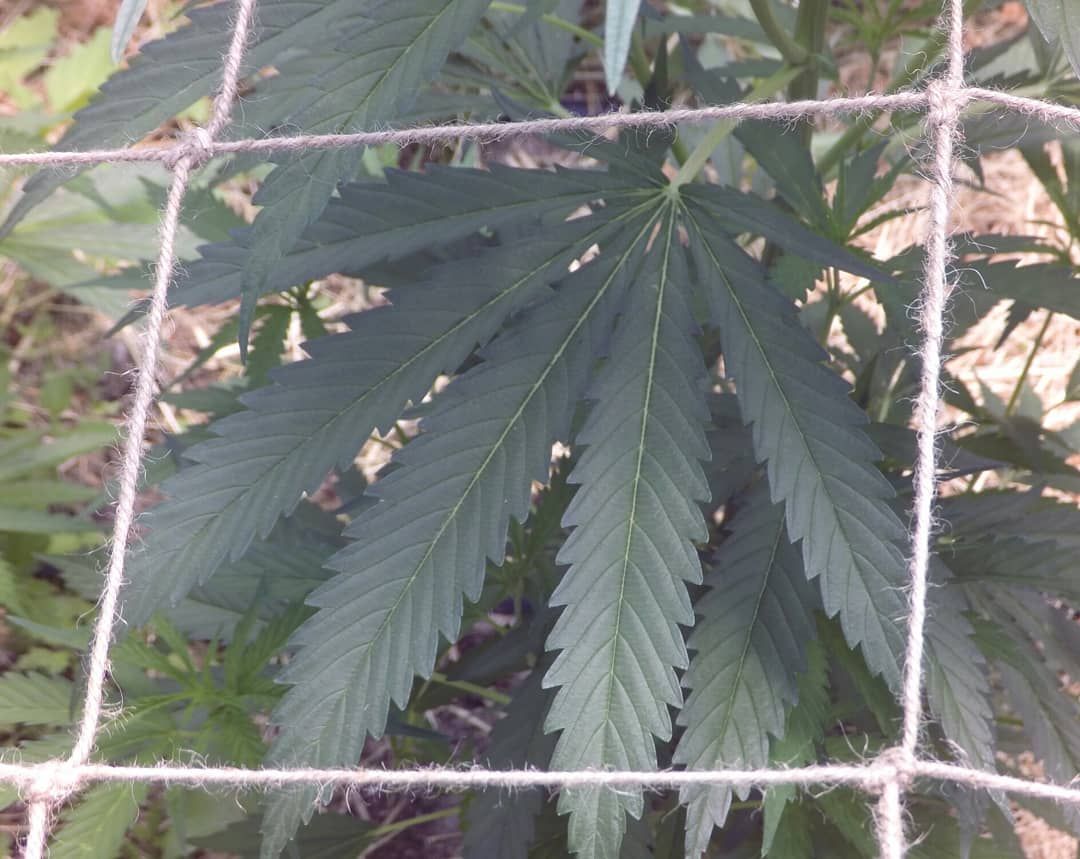 Home - Conscious Gardeners with regard to Eco-Conscious Gardeners Discover the Power of Hemp Mesh for Plant Support