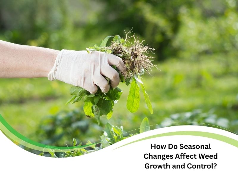 How Do Seasonal Changes Affect Weed Growth And Control? for Eco-Friendly Garden Hand Weeder