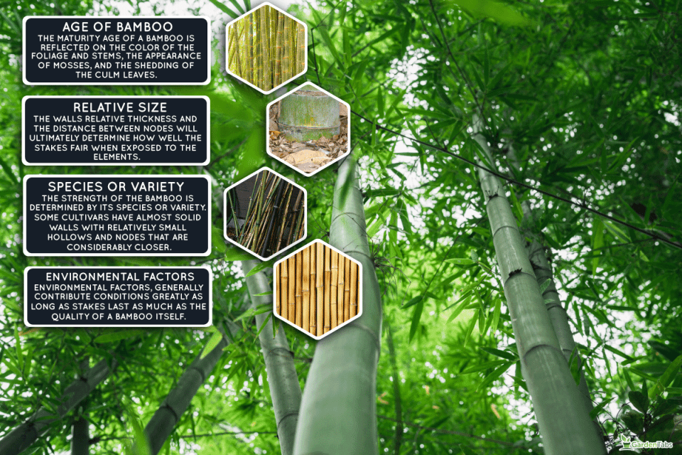 How Long Do Bamboo Garden Stakes Last? [Tips To Make Them Last Longer] pertaining to The Hidden Benefits of Using Bamboo Plant Stakes in Eco-Friendly Agriculture