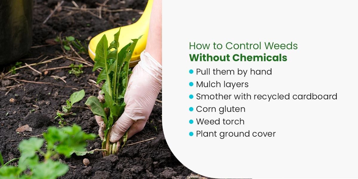 Natural Solutions for Garden Weed Control Without Chemicals