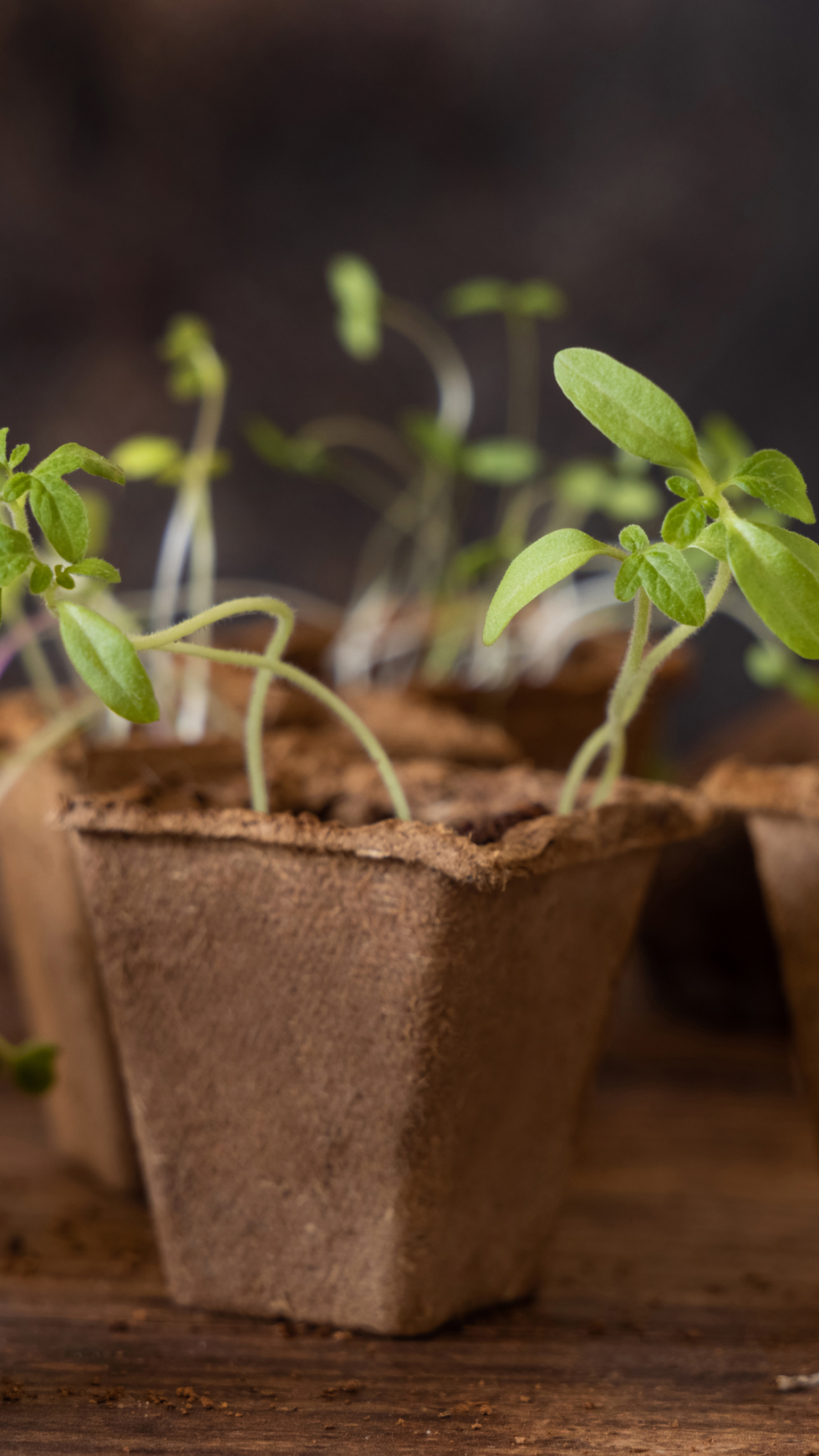 How To Do Eco-Friendly Gardening: The Benefits Of Biodegradable Pots ... regarding Compostable Seedling Pots Eco Friendly
