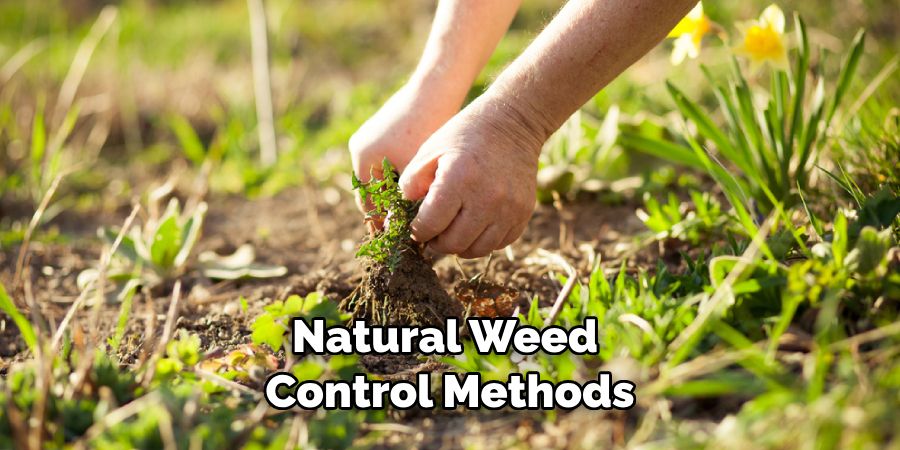 How To Get Rid Of Horseweed In Lawn | Effective Guides (2025) with regard to Natural weed control methods that work better than chemicals
