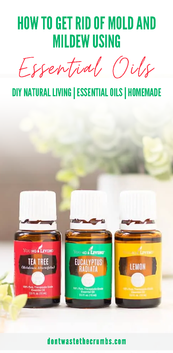 How To Get Rid Of Mold And Mildew Using Essential Oils Don T Waste The ... inside Natural mold defense essential oils that actually work