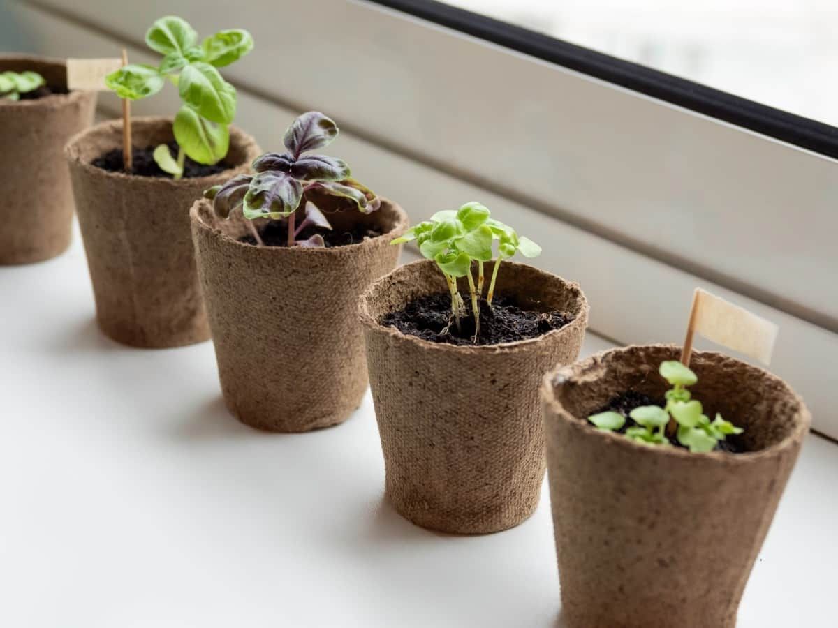 How To Make Biodegradable Peat Moss Planters And Pots: For Your Garden ... in How compostable pots can transform your gardening practices and environmental impact