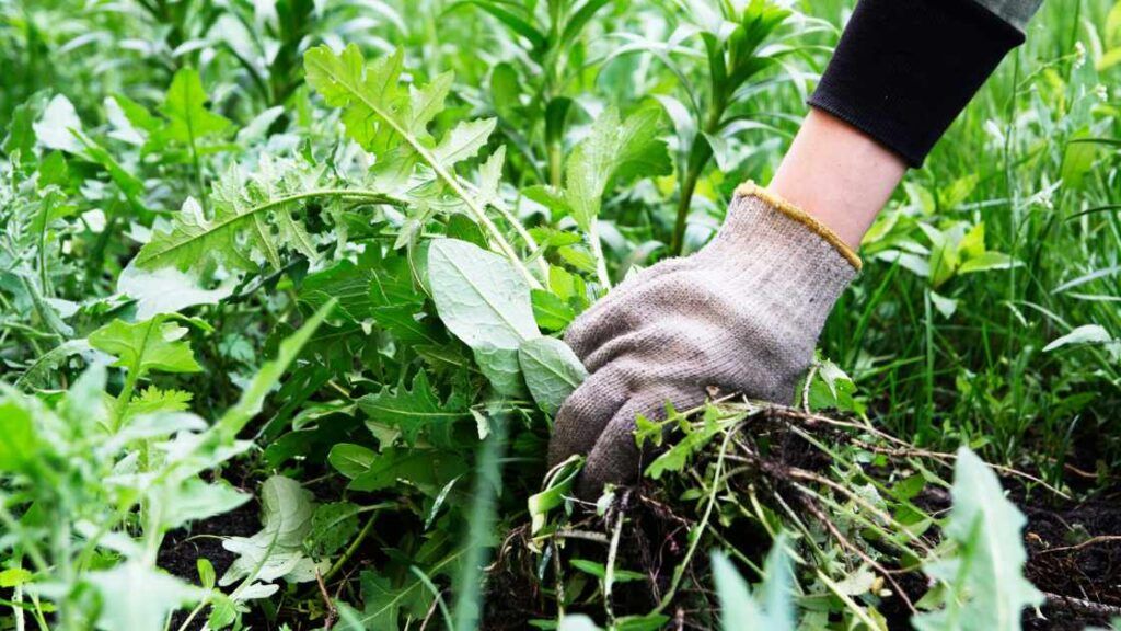 Mastering Weed Control: How To Keep Your Garden Weed-Free - Be Gardenly in Seasonal strategies for manual weed control without synthetic herbicides