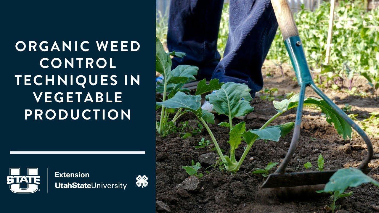 Organic Weed Control Techniques In Vegetable Production - Youtube throughout Biodegradable Weed Barrier Fabric