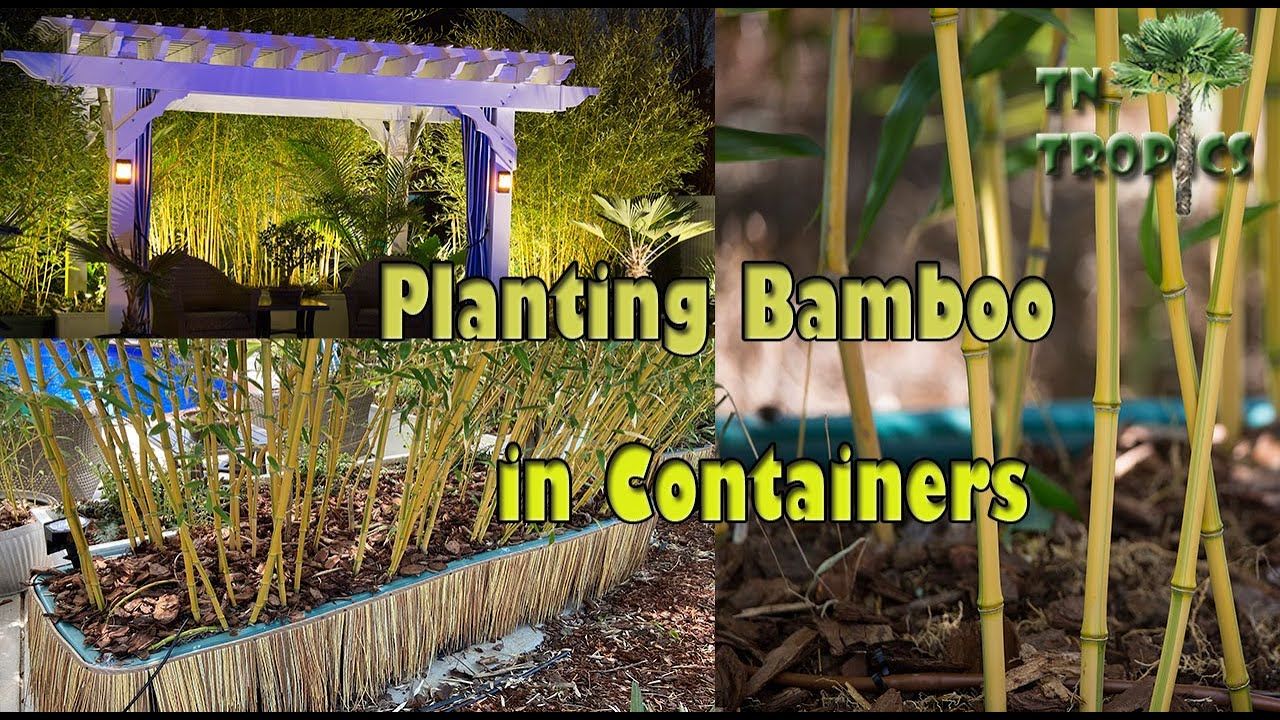 Planting Bamboo In Containers! - Youtube for Bamboo Seedling Tray Eco Friendly