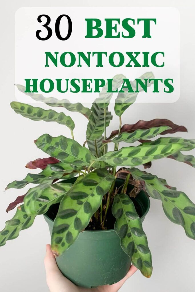 Poisonous House Plants intended for From Seed to Harvest: Why Non-Toxic Garden Tools Matter for Healthy Plants