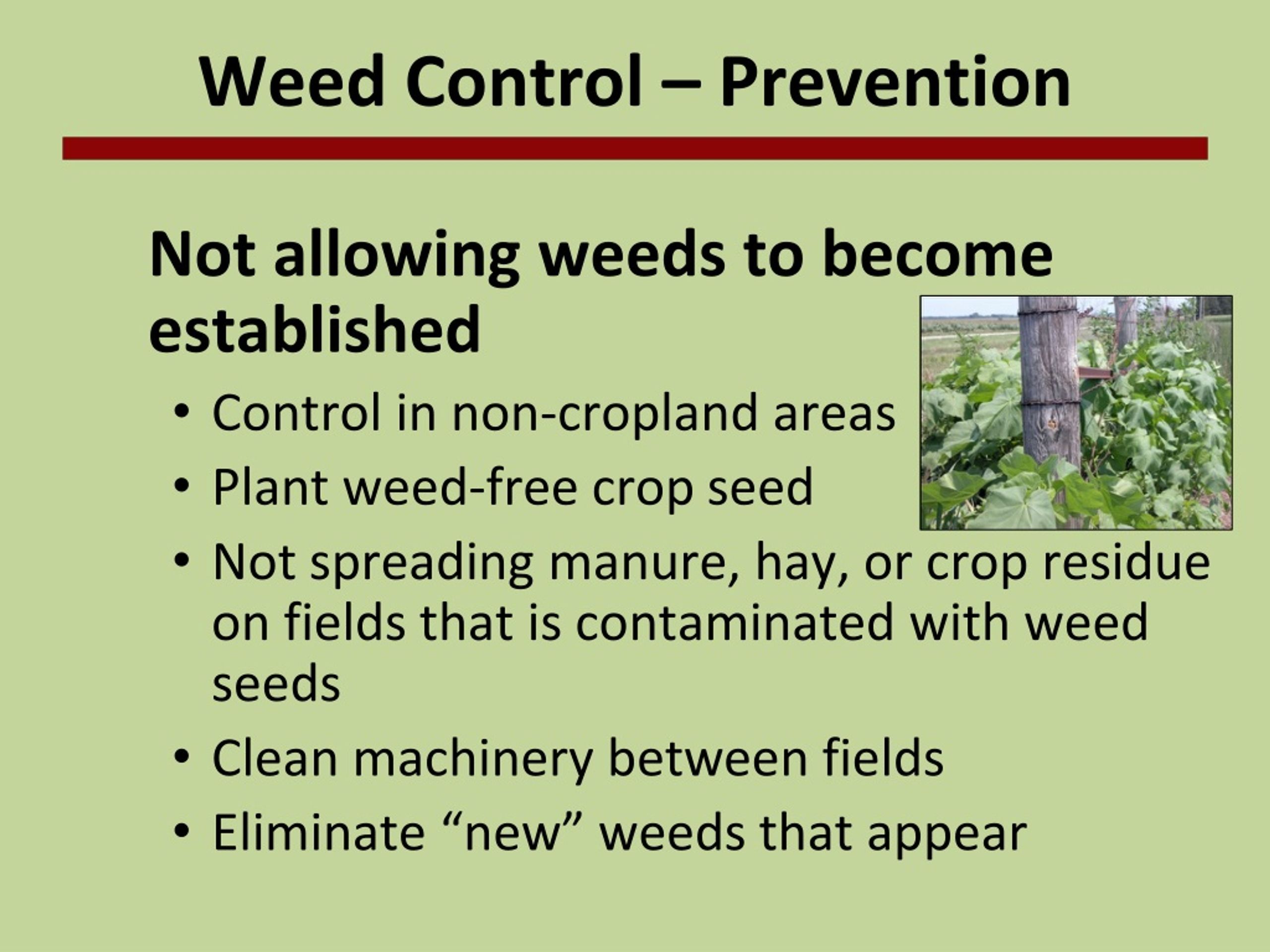 Ppt - Maximizing Crop Profit Through Timely Weed Management Powerpoint ... throughout Comparing conventional and sustainable weed prevention methods