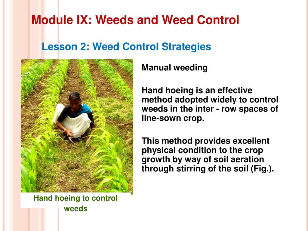 Ppt - Module Ix: Weeds And Weed Control Powerpoint Presentation, Free ... inside Seasonal strategies for manual weed control without synthetic herbicides