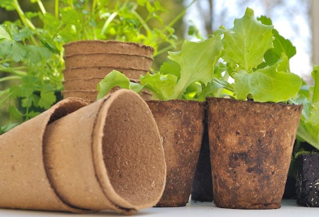 Premium Photo | Biodegradable Pots within Eco-conscious gardeners discover the benefits of biodegradable pots