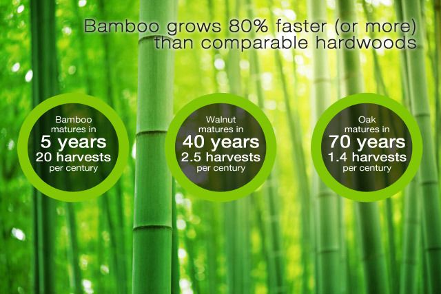 Promote Bamboo For Climate Change Mitigation; It Has Unrivalled ... for The environmental benefits of switching to bamboo seedling containers