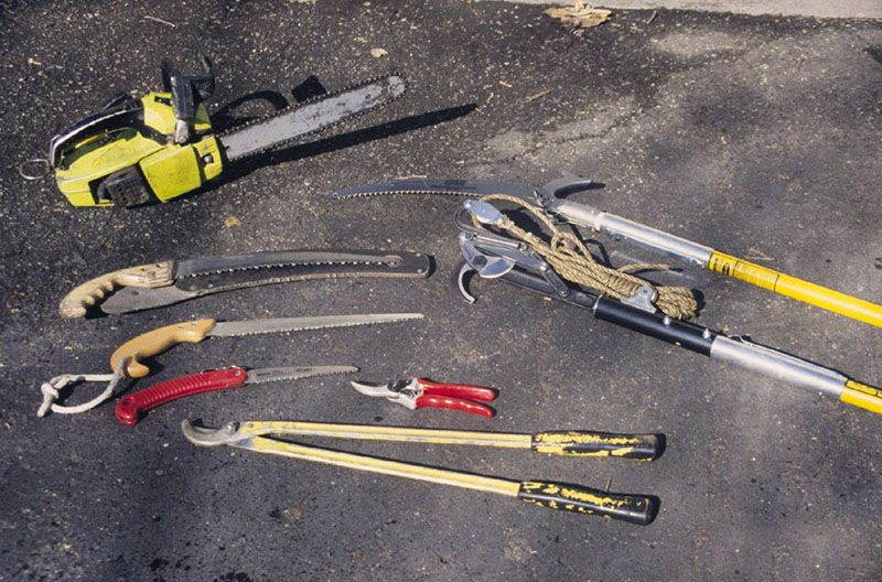 Pruning Cuts To Avoid - Arbortimes within Sustainable Chainsaw For Pruning