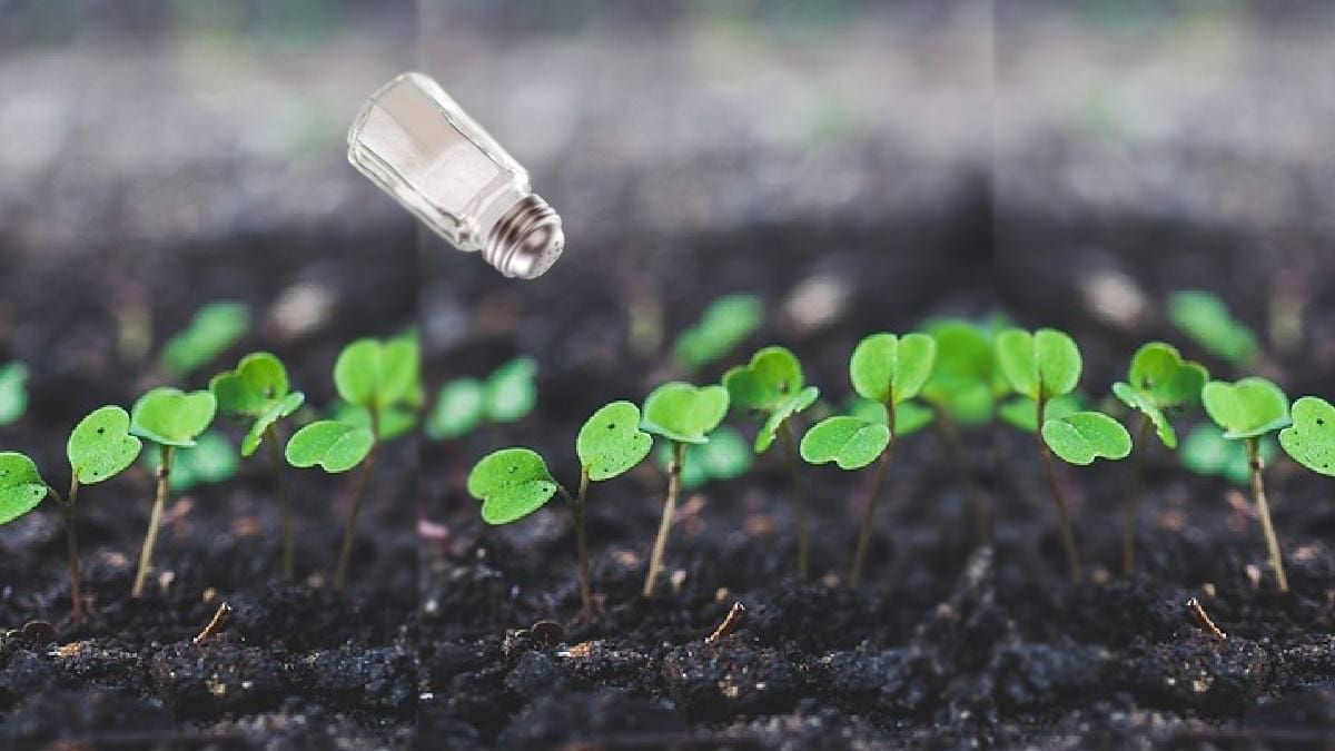 Small Seed Planting Tool regarding Sustainable Seed Sowing Tool