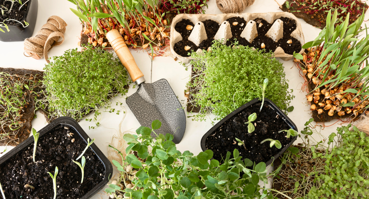 Exploring innovative sustainable seed sowing tool designs that reduce waste