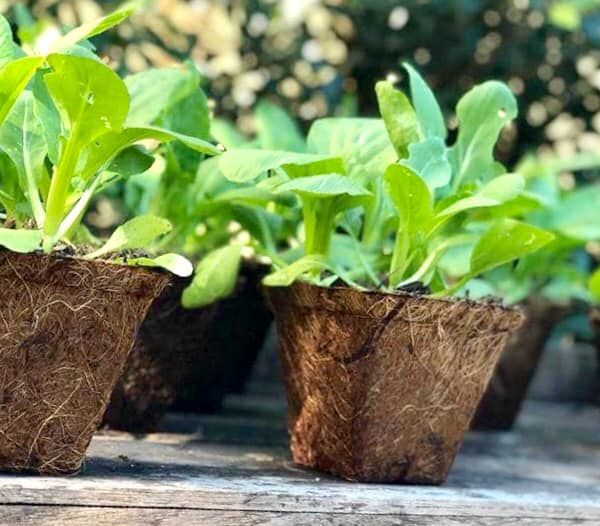 Sustainable And Organic Gardening Pots – Biodegradable And Compostable Pots inside Biodegradable Pots For Seedlings