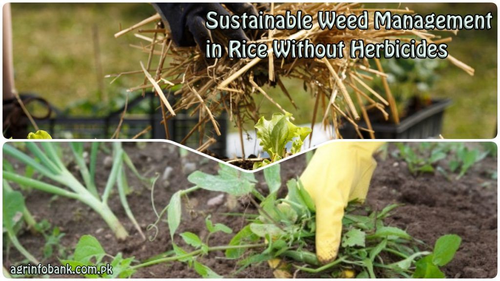 Seasonal strategies for manual weed control without synthetic herbicides