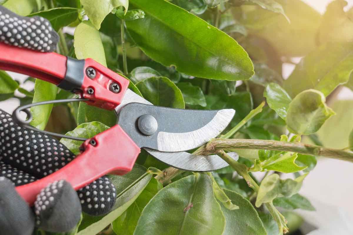 The 10 Best Pruning Shears For Home Gardeners - Minneopa Orchards in Eco-Friendly Pruning Shears 2025