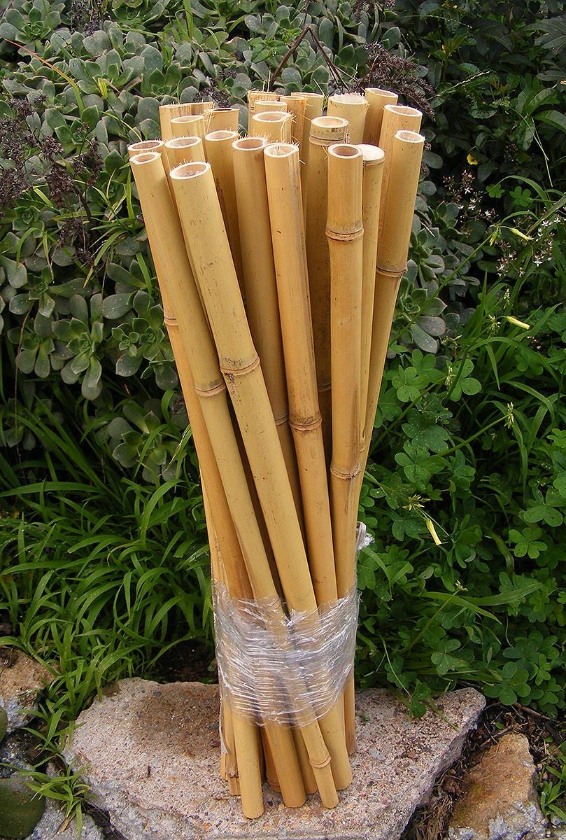 The Amazing Benefits Of Sturdy Bamboo Plant Stakes For Your Plants ... regarding The Hidden Benefits of Using Bamboo Plant Stakes in Eco-Friendly Agriculture