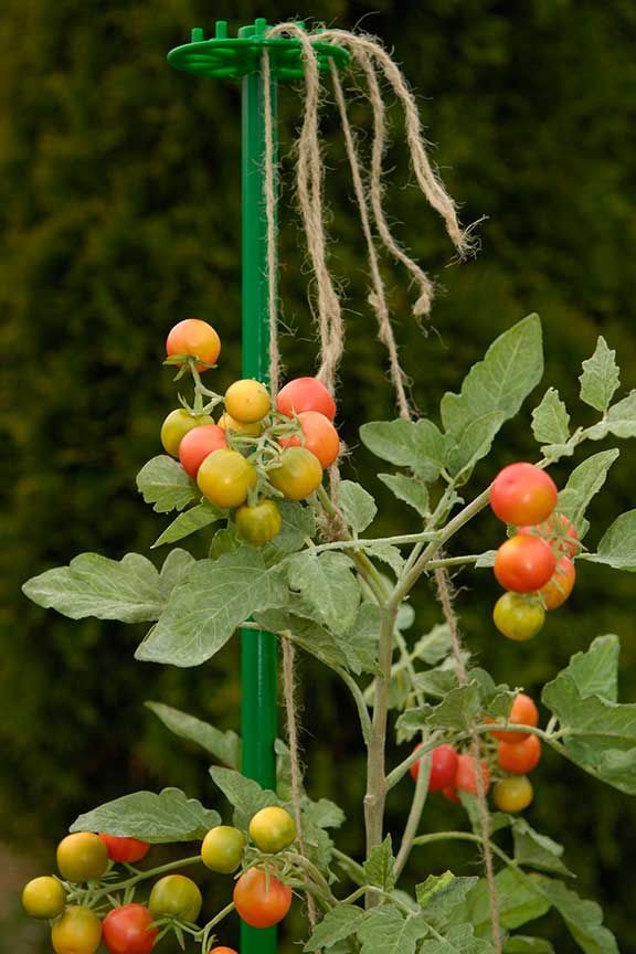 The Training Wheel – Plant Support System for Twine For Sustainable Tying Plants