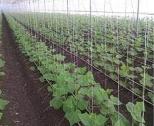 Trellising Supporting Twine |Poly House Dhaga -Plant Support Rope in Twine For Sustainable Tying Plants