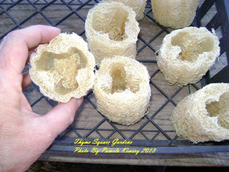Tsg: Making Seed Starting Pots Using Loofah Sponge | Seed Starting ... throughout Natural seed starting methods using loofah sponges explained