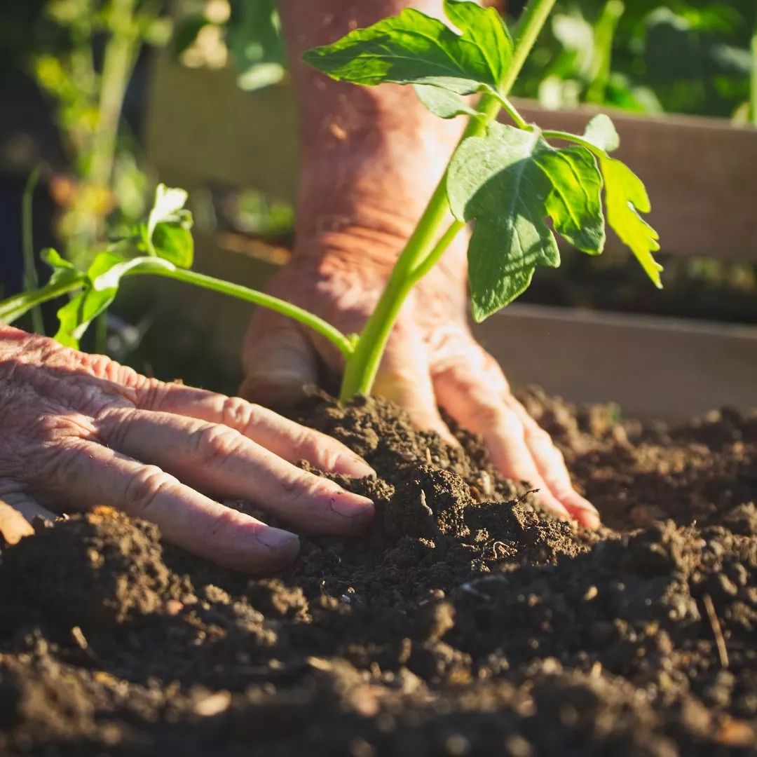 Westland's Top Tips To Sustainable Gardening - Garden Health pertaining to Simple ways to garden sustainably with your hands