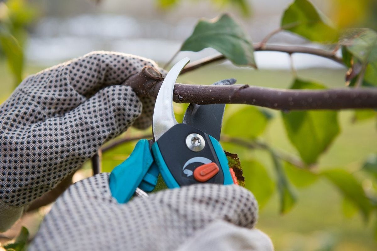 When To Use Hand Pruners For Garden Care - Using Different Kinds Of ... pertaining to Solar Powered Garden Pruner