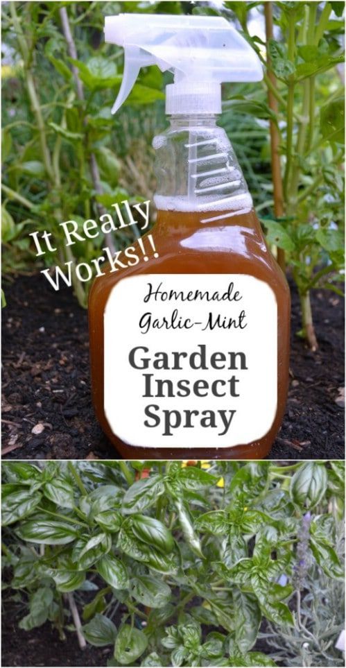 10 Diy Insecticides To Keep Your Garden Pest Free (Naturally) - Diy ... pertaining to DIY Guide to Creating Effective Natural Pest Sprays for Your Garden