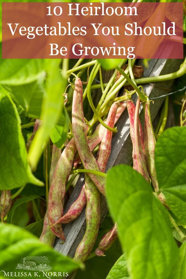 10 Unique Heirloom Vegetables To Grow In Your Home Garden - Melissa K ... in Heirloom Seed Planting Kit Green