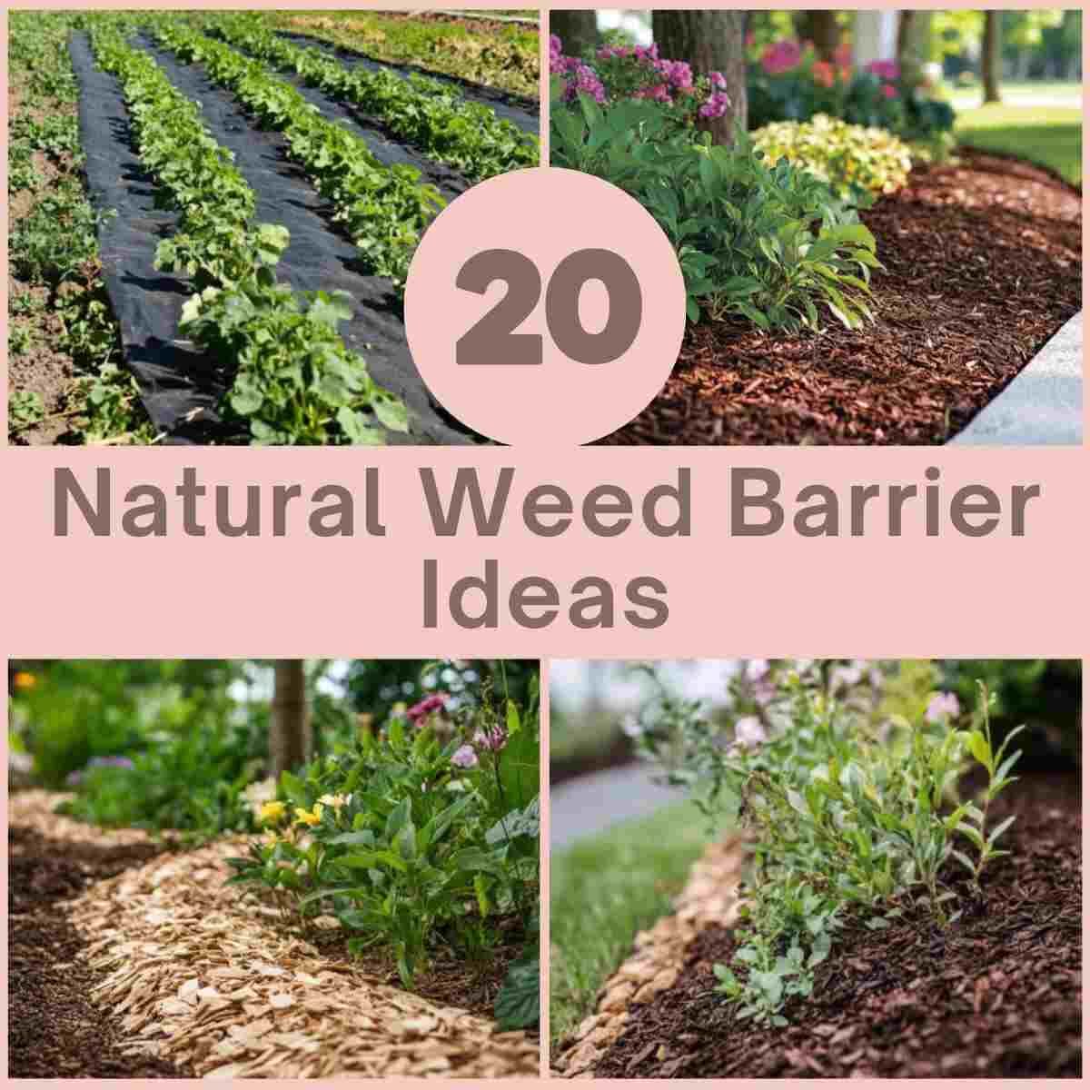 Natural weed barriers that work better than you think