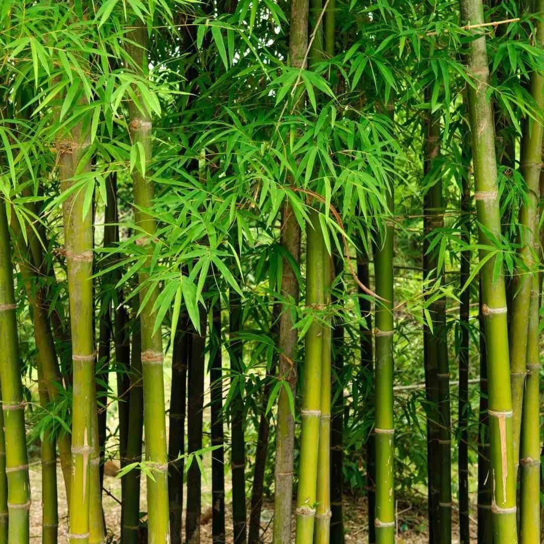 5 Benefits Of Bamboo Plants In The Home Explained - A Garden Diary throughout Understanding the Benefits of Bamboo Plant Caddy Green in Landscaping