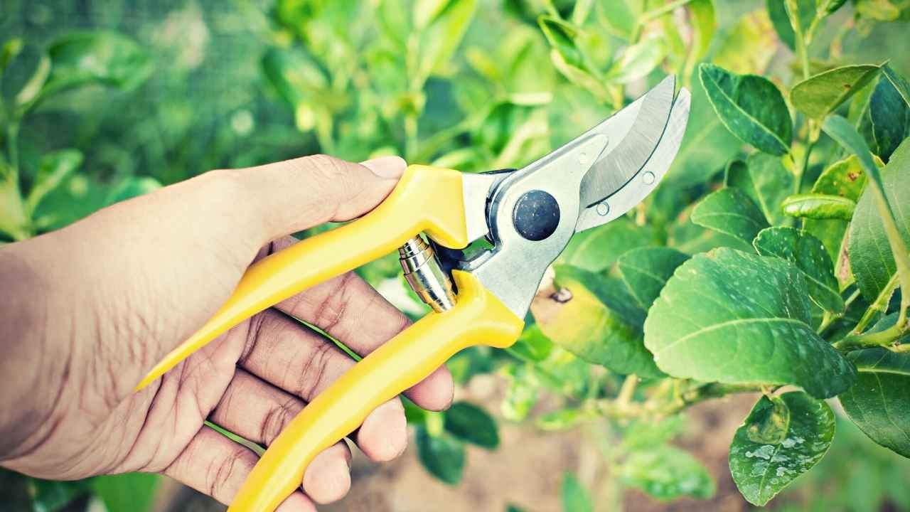 Choosing the Right Sustainable Garden Hand Pruner for Your Green Thumb