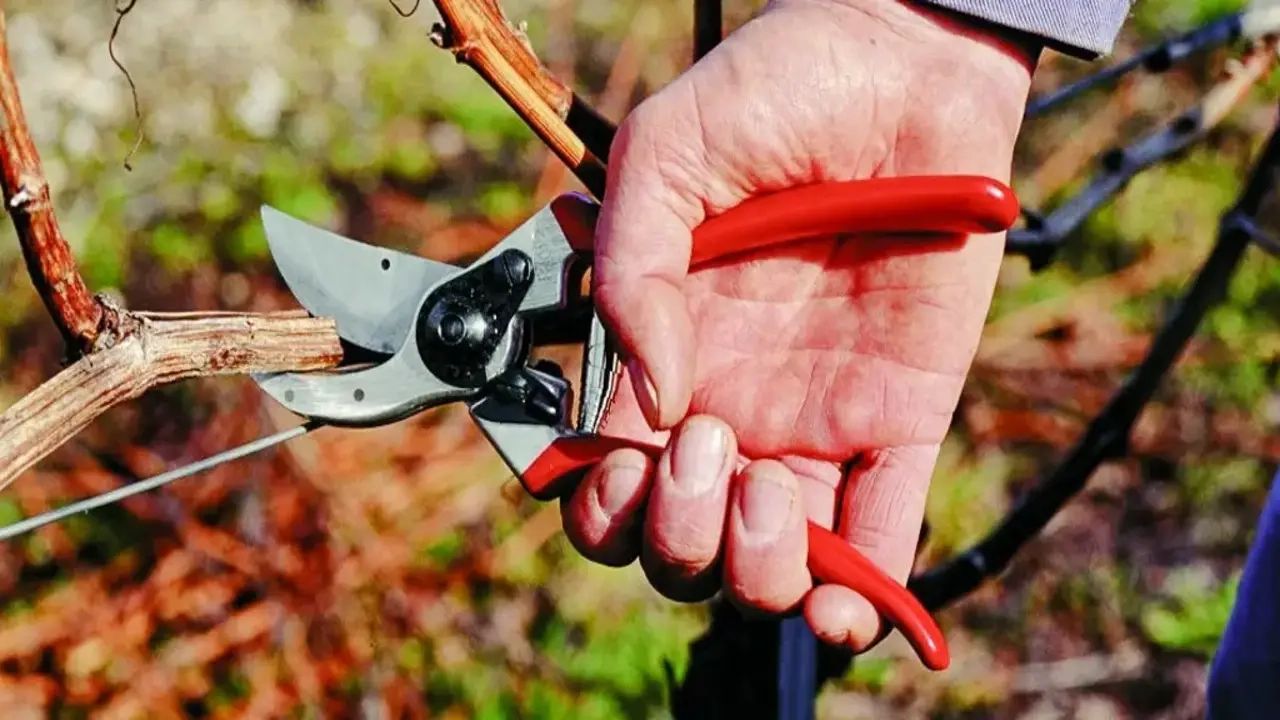 Making the switch to low waste garden hand pruners for greener gardening habits