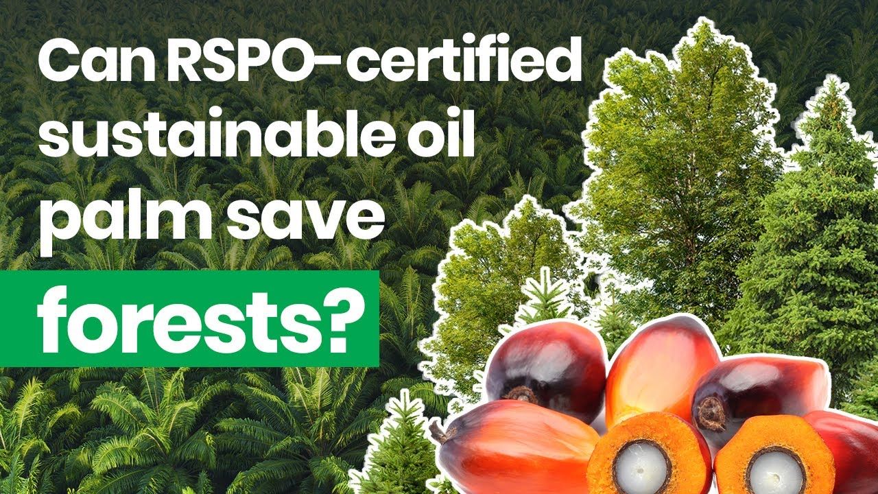 Can Rspo-Certified Sustainable Oil Palm Save Forests? - Youtube inside Non Toxic Garden Tool Oil Eco