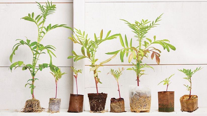 Comparing Biodegradable Plant Pots | Garden Gate throughout Compostable Seedling Cups