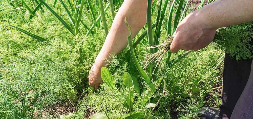 Crop Protection And Weeding | Geeksforgeeks throughout Maximizing Garden Productivity with Sustainable Hand Weeding Fork Techniques