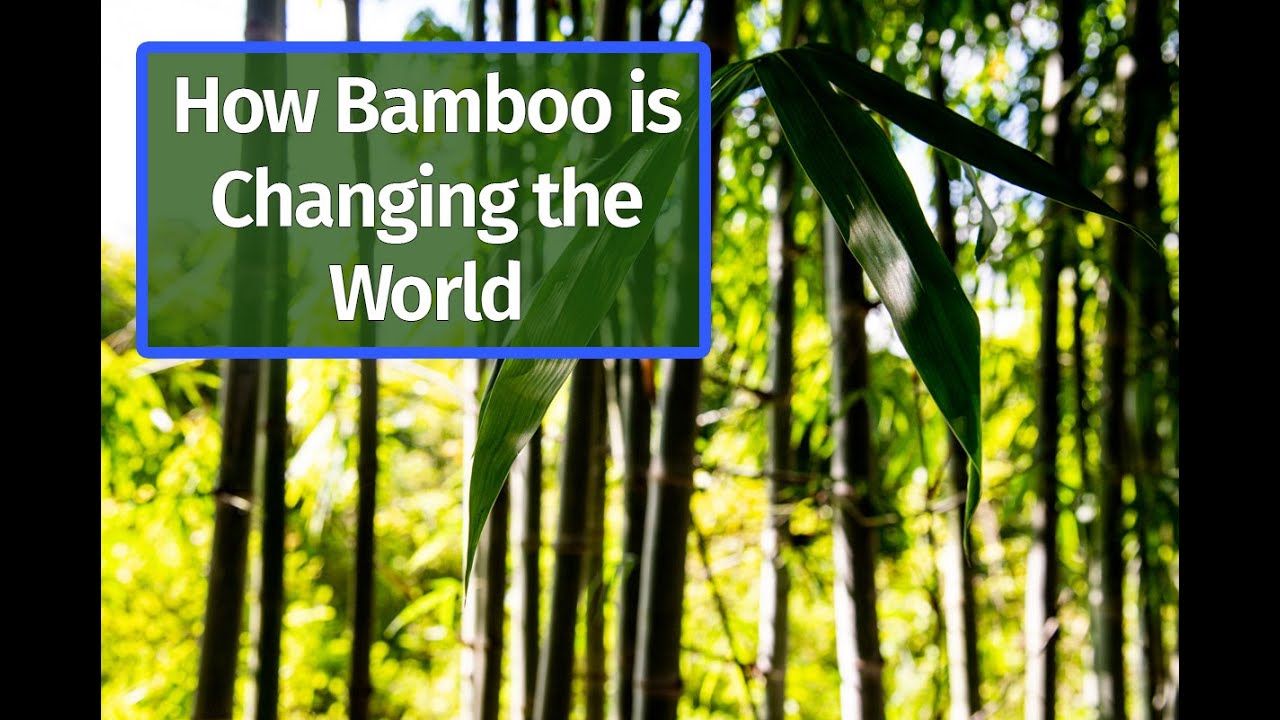 Discover The Environmental Benefits Of Bamboo - Youtube within The Environmental Benefits of Using Bamboo Instead of Traditional Planters