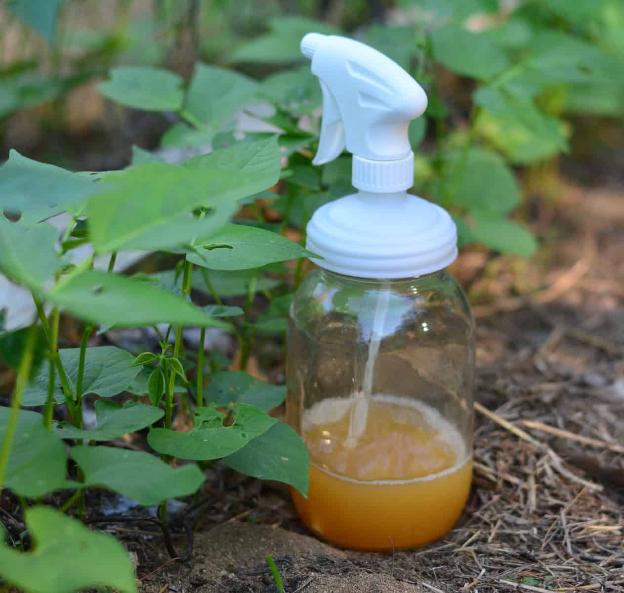 Diy Organic Aphid Spray Recipe For The Garden • The Prairie Homestead inside Simple DIY non-toxic garden spray recipes for healthy plants