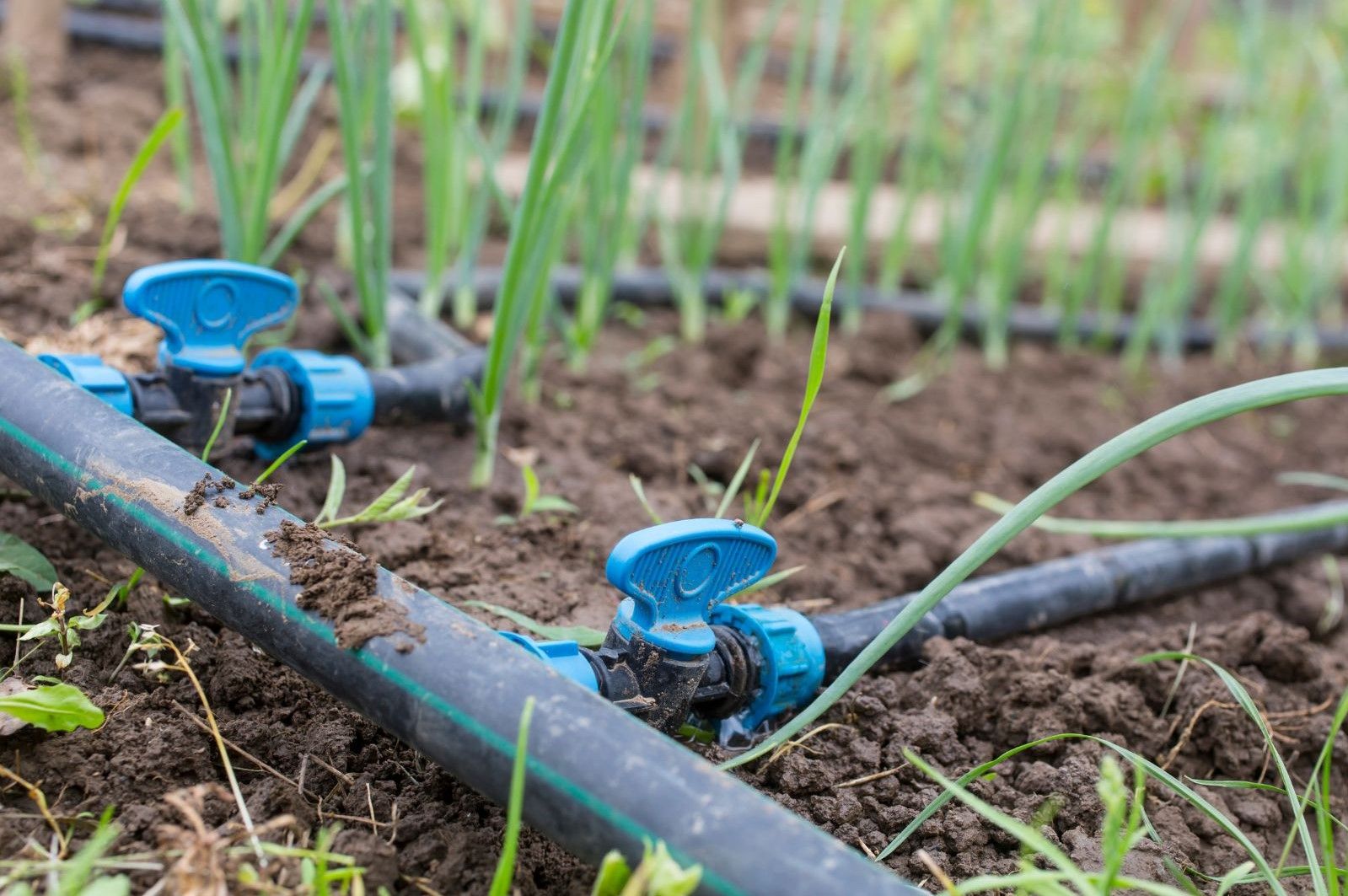 Drip Irrigation Artigos - Wikifarmer with regard to How sustainable drip irrigation hose can transform your garden's water usage