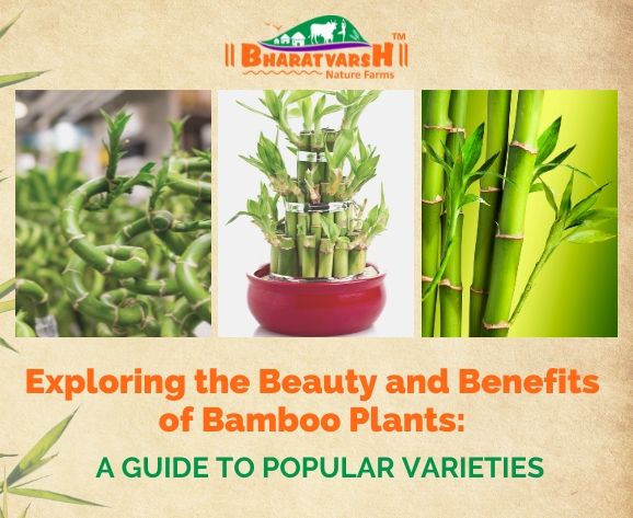 Exploring The Beauty And Benefits Of Bamboo Plants with regard to Bamboo Seedling Pots Sustainable