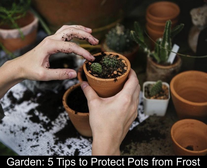Garden: 5 Tips To Protect Pots From Frost pertaining to Frost Resistant Eco Pots 2025